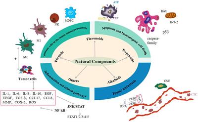 Frontiers | The Function Of Natural Compounds In Important Anticancer ...